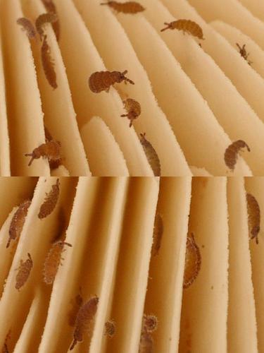 Ceratophysella sp.