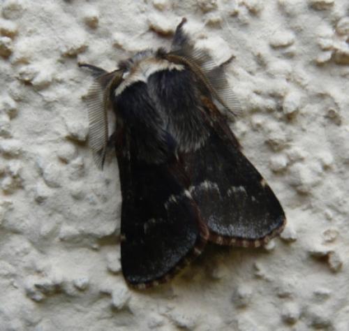 Poecilocampa populi