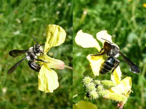 Andrena agilissima