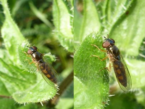 Melanostoma mellinum