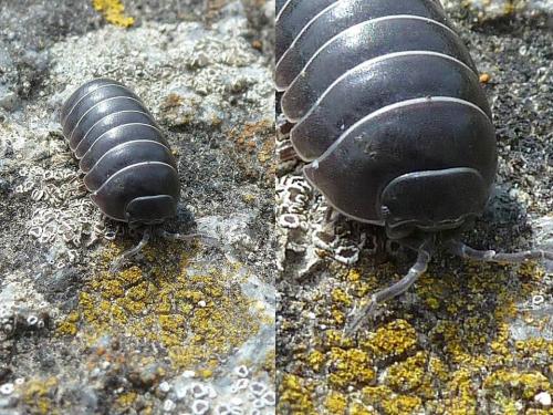Armadillidium sp.