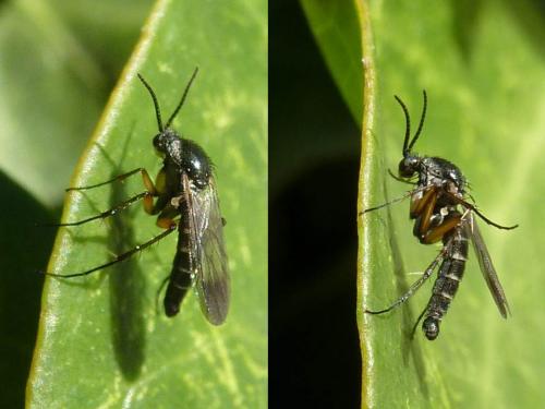 Greenomyia mongolica