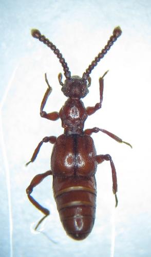 Réf. 94 344 : Batrisus formicarius