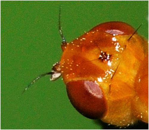 Psila sp.