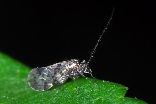 Trichadenotecnum sexpunctatum