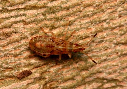 Belonochilus numenius