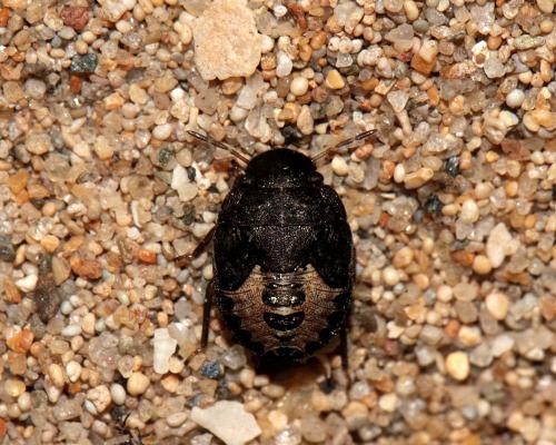 Sciocoris conspurcatus