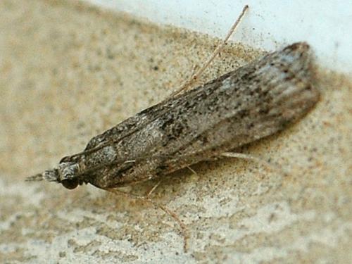 Réf. 94 553 : Eudonia angustea