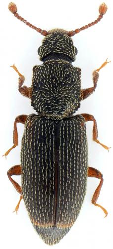 Monotoma quadricollis