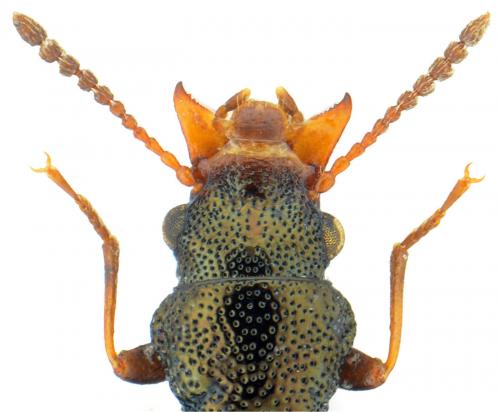 Réf. 94 658 : Rabocerus foveolatus