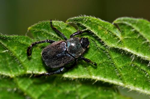 Hoplia philanthus