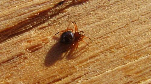 Euryopis sp.