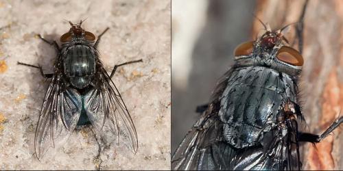 Calliphora vicina
