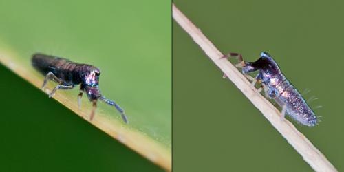 Réf. 94 415 : Lepidocyrtus paradoxus