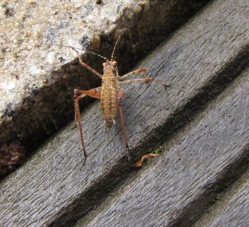 Phaneroptera sp.