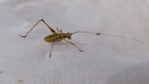 Phaneroptera sp.