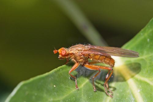 Scathophaga sp.