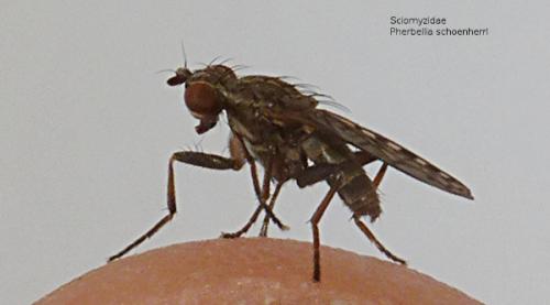 Pherbellia schoenherri