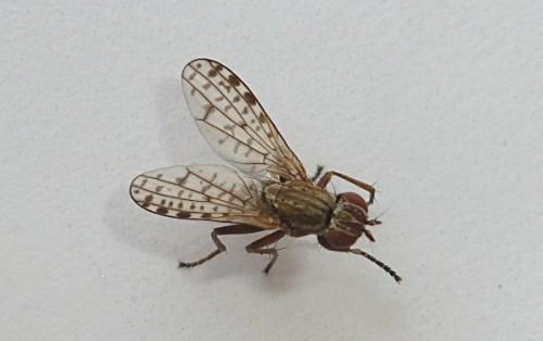 Pherbellia schoenherri