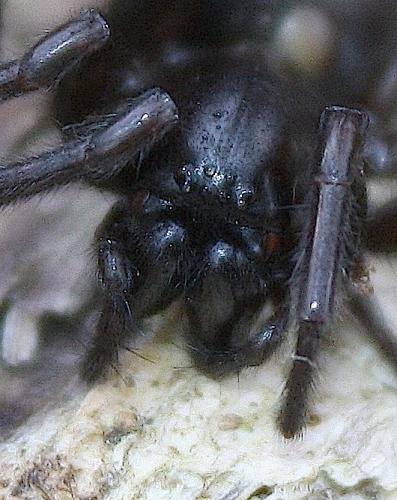 Pireneitega segestriformis