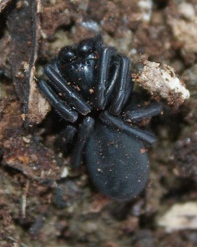 Pireneitega segestriformis