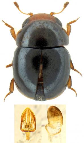 Cybocephalus politus