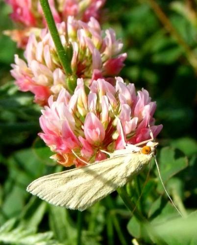 Réf. 94 469 : Sitochroa palealis