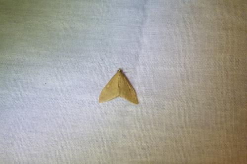 Réf. 94 936 : Sitochroa verticalis
