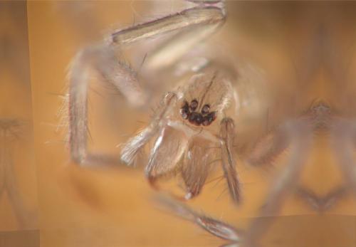 Réf. 94 901 : Tegenaria sp.