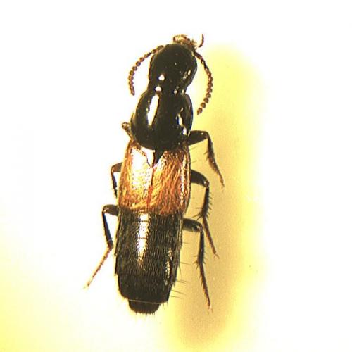 Quedius sp.