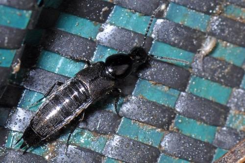 Réf. 94 142 : Quedius sp.