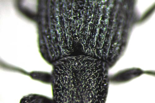 Réf. 94 535 : Stenopterapion scutellare