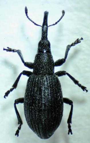 Réf. 94 742 : Stenopterapion scutellare