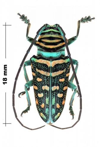 Réf. 94 694 : Sternotomis mirabilis