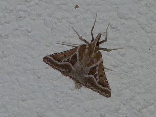 Stemmatophora borgialis