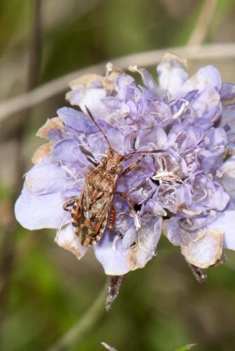 Réf. 94 889 : Stictopleurus crassicornis