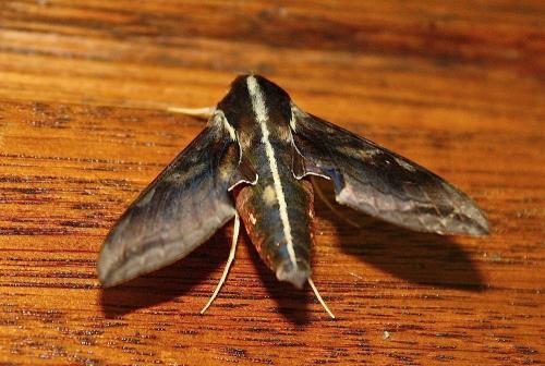 Hippotion brunnea