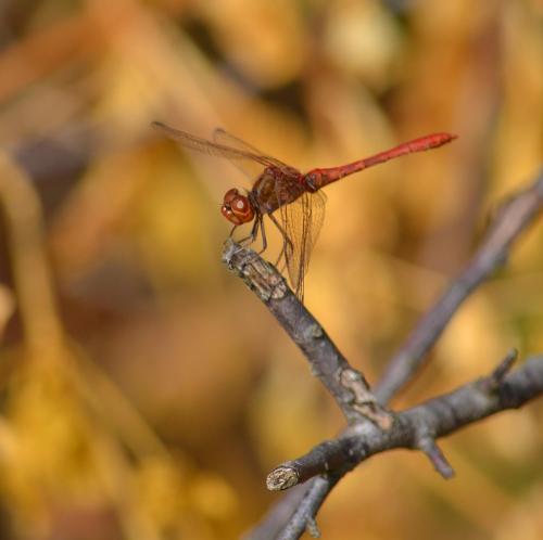 Réf. 94 635 : Sympetrum meridionale