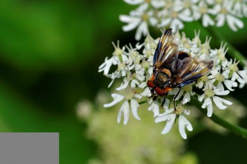 Phasia hemiptera