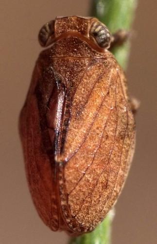 Réf. 94 286 : Tingissus tangirus