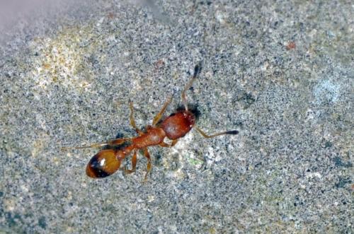 Temnothorax unifasciatus