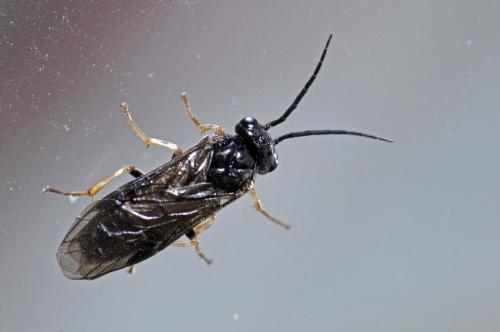 Réf. 94 151 : Nematinae inconnu