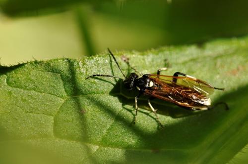 Réf. 94 137 : Macrophya duodecimpunctata