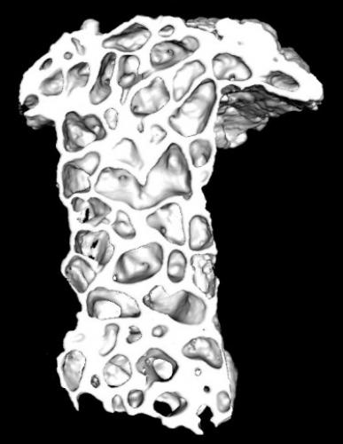 Réf. 94 568 : Cubitermes sp.