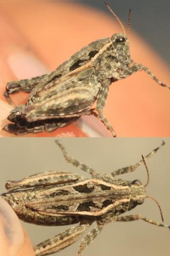 Tetrix sp.