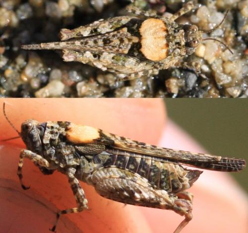 Paratettix meridionalis