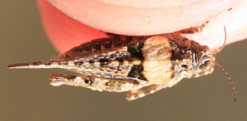 Paratettix meridionalis