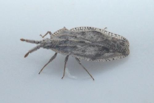 Réf. 94 259 : Tingis crispata