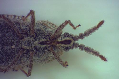 Tingis crispata