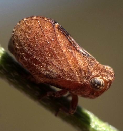 Réf. 94 284 : Tingissus tangirus